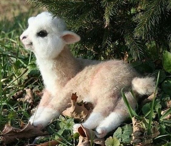 Suitsupply Alpaca Scarf Review: Alpaca Animals