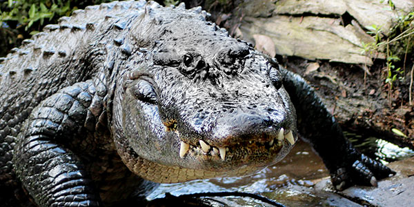 American Alligator | Photo Credit National Wildlife Federation